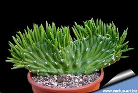 Image result for Austrocylindropuntia subulata