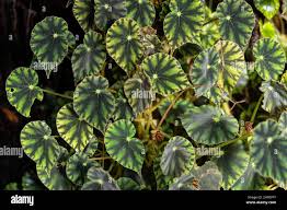 Image result for Begoniaceae