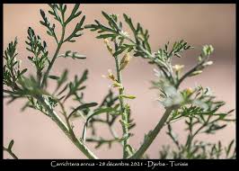 Image result for Carrichtera annua