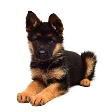 That's why the following foods are formulated for large breed dogs. Best Food For German Shepherd Puppy In 2021 Goodpuppyfood