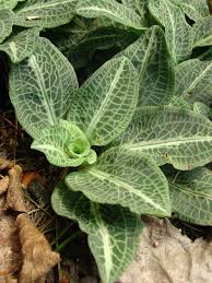 Image result for Goodyera