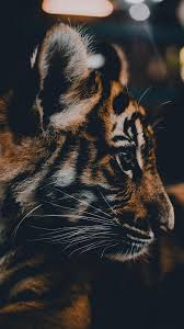 Idee Par Margaux Flrd Sur Fond D Ecran Telephone En 2020 Bebe Tigre Animaux Photos Animaux Sauvages