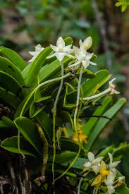 Image result for Rangaeris muscicola