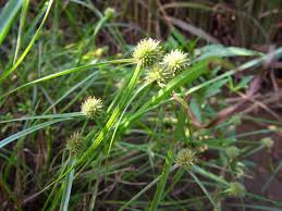 Image result for Kyllinga erecta