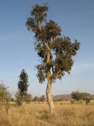 Image result for Stereospermum kunthianum