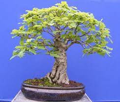 How To Bonsai An Oak Sapling Bonsai Tree Gardener Bonsai Trees For Sale Bonsai Tree Bonsai Plants