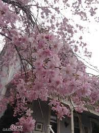 When grown as a shrub, it is sometimes used in tall informal. Flowering Trees For Home Gardens 21 Beautiful Choices