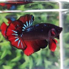 Ikan ini mempunyai bentuk dan karakter yang unik dan cenderung agresif dalam mempertahankan. Jual Termurah Ikan Cupang Plakat Avatar Line Samurai Red Wash Ba05 Di Lapak Dwi Dewantoro Bukalapak