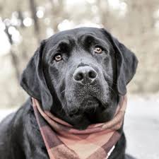 Pin On Labs