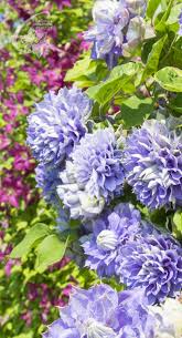 Maybe you would like to learn more about one of these? Waldreben Clematis Zrodlo Dobrych Pnaczy