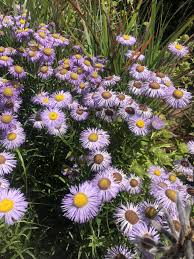 Image result for Erigeron steudelii