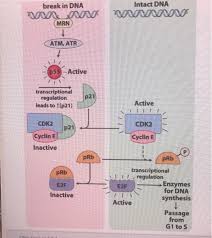 Solved Regulation Of Cell Cycle From The G1 Phase To The Chegg Com