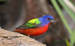 Find professional painted bunting videos and stock footage available for license in film, television, advertising and corporate uses. The Problem With Pretty Birds Terrain Org