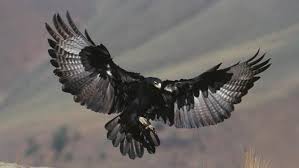 What Is Germany S National Animal National Animal Animals Animal Symbolism