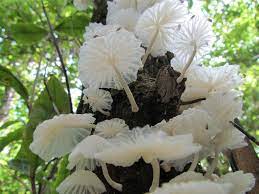The complete step by step process on how to cultivate white button mushroom (agaricus bisporus) by directorate of mushroom research (icar). Psychedelic Psilocybin Beautiful Feathery Mushrooms C