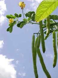 Image result for Senna floribunda