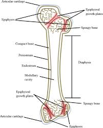 Maybe you would like to learn more about one of these? Solved Sketch And Label The Parts Of A Typical Long Bone Chegg Com