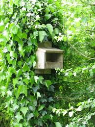 Image result for Flyte Blackbird Nest Box