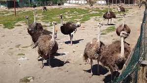 deve kusu ciftligi devekusu ciftligi