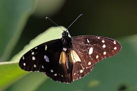 Image result for Secamone africana