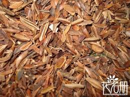 The flower buds initially have a pale hue, gradually turn green, then transition to a bright red when ready for harvest. ä¸é¦™èŠ±ç§å­æ€Žä¹ˆç§ ä¸é¦™èŠ±ç§å­ç§æ¤æ–¹æ³•å'Œæ³¨æ„äº‹é¡¹ èŠ±è¯­ç½'