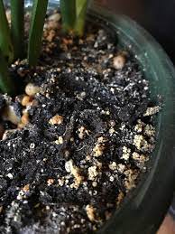 We did not find results for: What Is This Weird Orangish Stuff On The Top Of The Soil Plantclinic