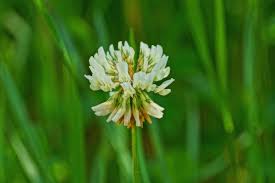 It can grow throughout the year. How To Identify Lawn Weeds Learn About Common Weeds