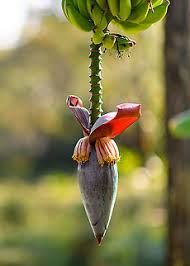 Image result for Musa paradisiaca