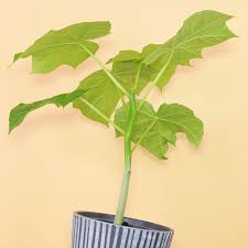 Image result for Jatropha curcas