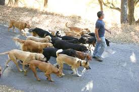 my favorite pack walk memories dog whisperer dogs dog walking