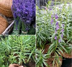 Tentunya akan lebih menyenangkan untuk menghasilkan bunga lavender dengan usaha sendiri, yaitu dengan menanam bunga lavender secara mandiri di rumah. Memadukan Warna Taman Yang Indah Bibit Bunga Tulip Dan Lainnya Teknologiterbaru Id