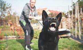 We did not find results for: If A Dog Bites Someone Will They Have To Be Euthanized The Dogington Post
