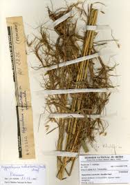 Image result for Heteranthoecia  guineensis