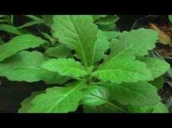 Tanaman ini memiliki bentuk yang unik karena daunnya menyerupai pedang dengan warna hijau dan belang kuning, warna daunnya yang cerah dapat. Khasiat Tanaman Daun Dewa Tingkatkan Reproduksi Hingga Jadi Obat Antikanker Bangka Pos