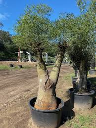 Illustration showing a queensland bottle tree (brachychiton rupestris), a tree in the malvaceae, native of queensland, australia. Bottle Tree Queensland Bottle Trees Designer Trees Australia