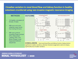 Creating a bioartificial kidney as a permanent solution to kidney failure. Circadian Variation In Renal Blood Flow And Kidney Function In Healthy Volunteers Monitored With Noninvasive Magnetic Resonance Imaging American Journal Of Physiology Renal Physiology
