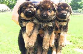Maybe you would like to learn more about one of these? German Shepherd Puppies For Sale For Sale In North Salem New York Classified Americanlisted Com