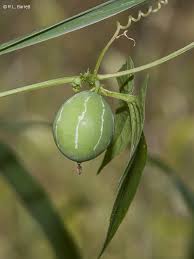 Image result for Diplocyclos