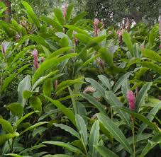 Cumbria fingering, a slightly heathered yarn with a plush rustic touch and feel. 6 Grunde Warum Ingwer Gesund Ist Welt