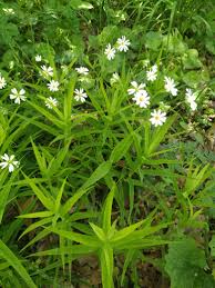 Image result for Krauseola