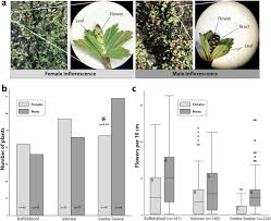 Image result for Myrothamnaceae