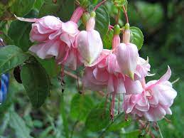 Pin On Fuchsia Fantasy