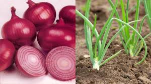 Maybe you would like to learn more about one of these? Worldsoilday How To Grow Your Own Onions Since They Re So Expensive Now Lifestyle News