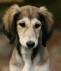 Saluki Puppies Google Search Saluki Puppy Saluki Dogs Saluki
