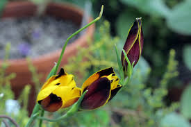 Image result for Hesperantha