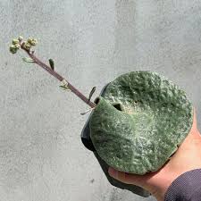 Image result for Eriospermum seineri