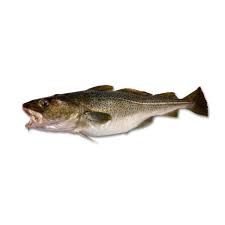 Atlantischer kabeljau (gadus morhua) ist eine der häufigsten kommerziell genutzten marinen fischarten im nordatlantik. Kabeljau Lebensmittel Warenkunde