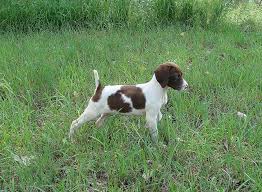 Closely related to the german shorthair pointer, the german wirehaired pointer has wiry hair and a sturdier build. Wild Spur Kennels German Shorthair Pointers German Shorthaired Pointers In Nd