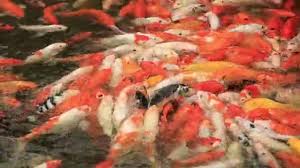 Kolam ikan koi buatan sendiri kolam ini saya buat atas dasar sepengetahuan saya sendiri sahabat,masih awam untuk. Ikan Koi Stok Video Ikan Koi Rekaman Bebas Royalti Depositphotos