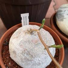 Image result for Raphionacme procumbens